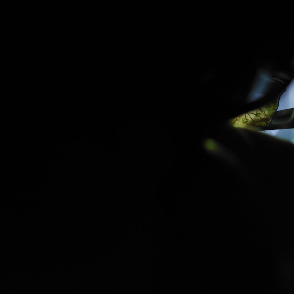 Close-up nature macro photography — green caterpillar on dark background